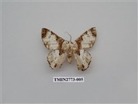 藏品(尺蛾344)的圖片